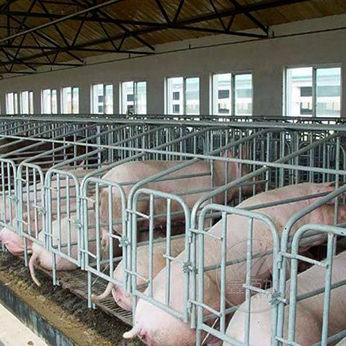 安徽亳州客戶反饋回來的豬場欄體安裝效果
