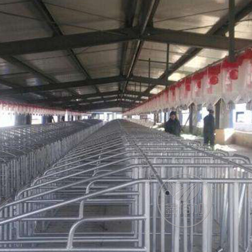 山東菏澤500頭母豬場塞片定量桶料線安裝工程
