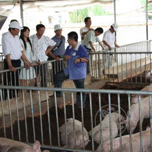 鑫佰加畜牧設備前往越南華越公司到實際豬場參觀